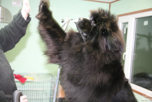 Фото: ньюфаундленд Sent Djons Handsel for Me (Сент Джонс Хендсел фо Ми)