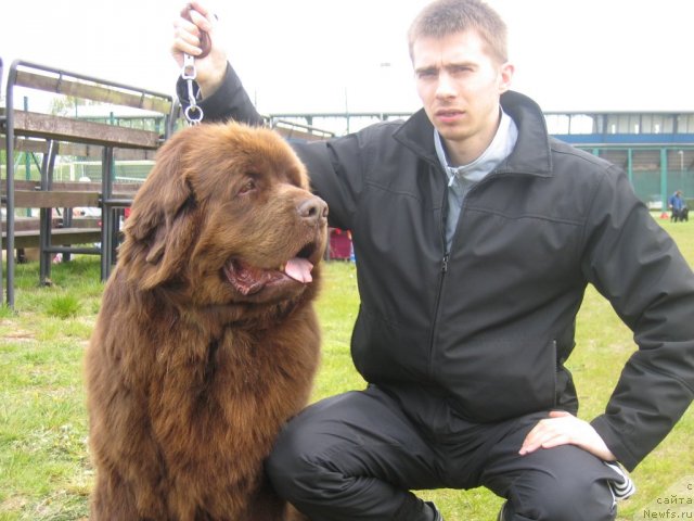 Фото: ньюфаундленд Smigar Arbat (Смигар Арбат)