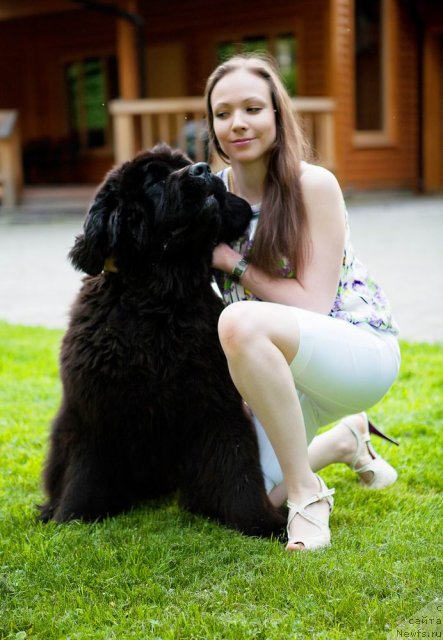 Фото: ньюфаундленд Skippers Open Arms