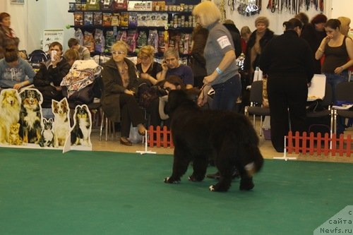 Фото: Ньфорт Френсис