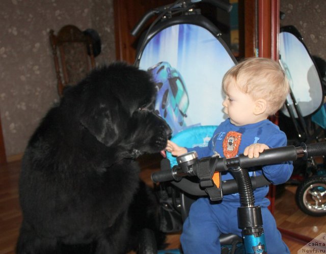 Фото: ньюфаундленд Markiza iz Medvej'ego YAra (Маркиза из Медвежьего Яра)