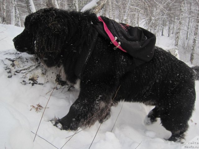 Фото: ньюфаундленд Ochi Jguchie Ochi CHernyie iz Tihogo Omuta (Очи Жгучие Очи Черные из Тихого Омута)