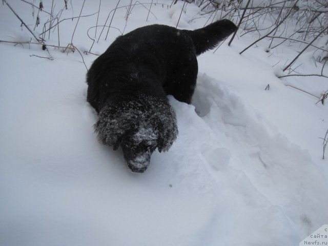 Фото: ньюфаундленд Ochi Jguchie Ochi CHernyie iz Tihogo Omuta (Очи Жгучие Очи Черные из Тихого Омута)