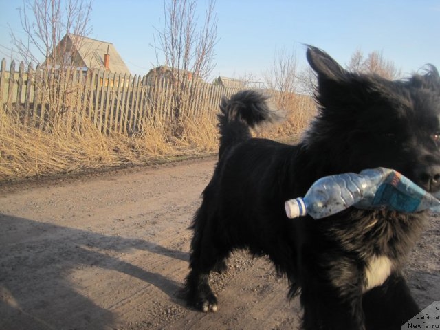 Фото: ньюфаундленд Ochi Jguchie Ochi CHernyie iz Tihogo Omuta (Очи Жгучие Очи Черные из Тихого Омута)