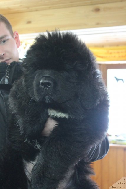 Фото: ньюфаундленд Dark Pride Van Gogh (Дак Прайд Ван Гог)