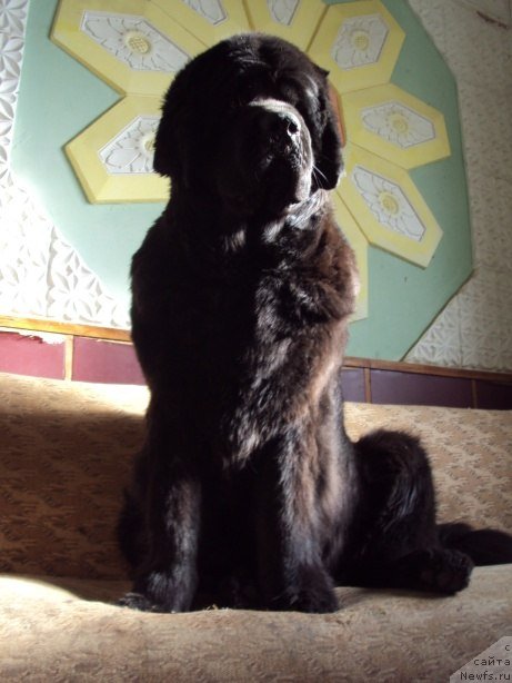Фото: ньюфаундленд Chereshenka Bolshoj Malysh (Черешенка Большой Малыш)