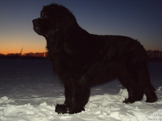 Фото: ньюфаундленд Chereshenka Bolshoj Malysh (Черешенка Большой Малыш)