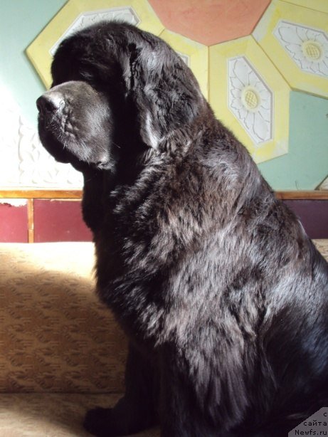 Фото: ньюфаундленд Chereshenka Bolshoj Malysh (Черешенка Большой Малыш)