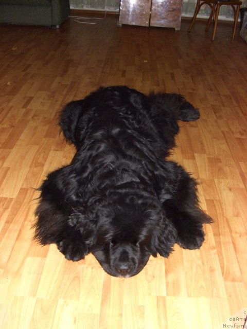 Фото: ньюфаундленд Akin Soul Sofiya (Акин Соул София)