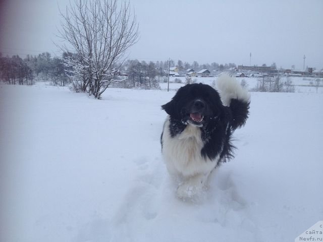 Фото: ньюфаундленд CHinzano Asti ot Sibirskogo Medvedya (Чинзано Асти от Сибирского Медведя)