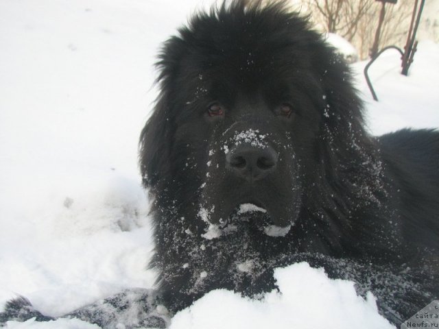 Фотография № 116274