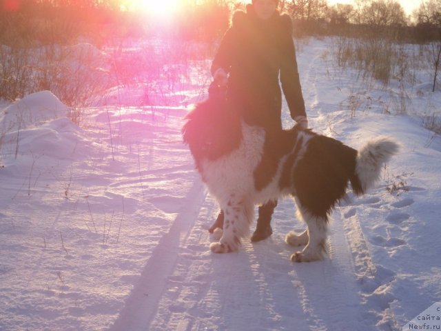 Фото: ньюфаундленд Lung Ayron Byel (Лунг Айрон Бэл)
