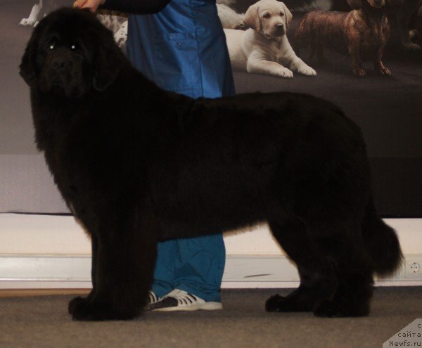 Фото: ньюфаундленд Super Premium Liniel Daylirring (Супер Премиум Линиэль Дайлиррин)