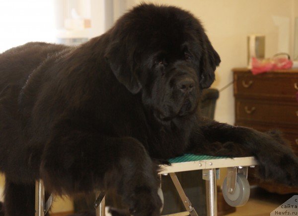 Фото: ньюфаундленд Super Premium Liniel Daylirring (Супер Премиум Линиэль Дайлиррин)