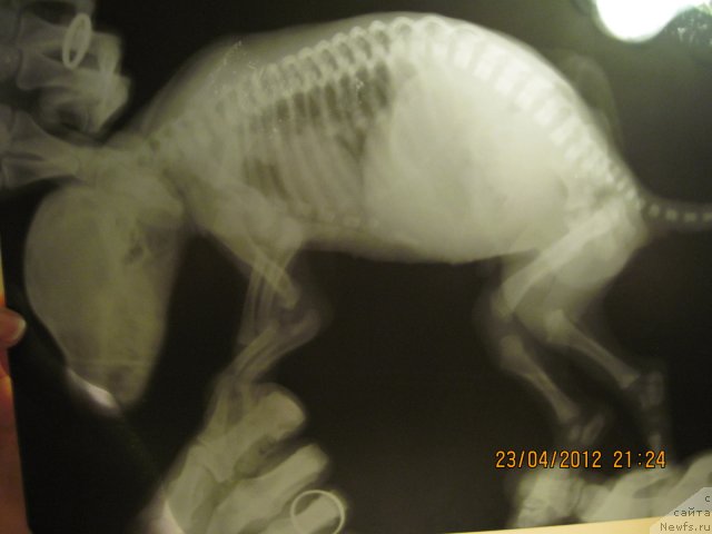 Фотография № 116297