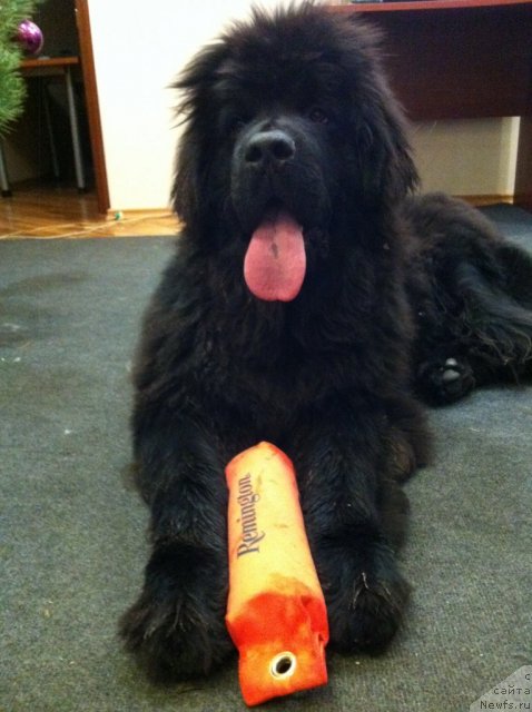 Фото: ньюфаундленд Schastlivyj Sluchay Kara Deniz (Счастливый Случай Кара Дениз)
