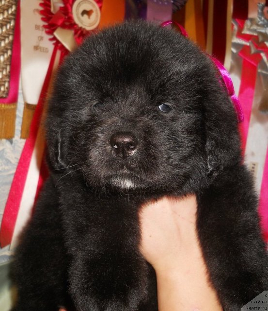 Фото: ньюфаундленд Semi Vershin CHudesnyiy Kruz (Семи Вершин Чудесный Круз)