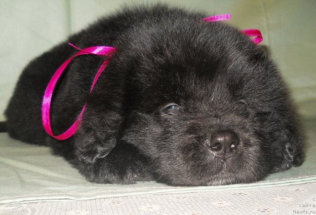 Фото: ньюфаундленд Semi Vershin CHudesnyiy Kruz (Семи Вершин Чудесный Круз)