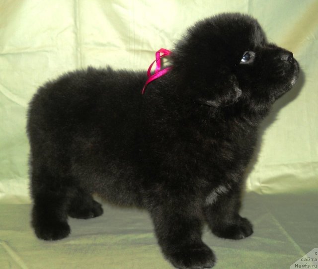 Фото: ньюфаундленд Semi Vershin CHudesnyiy Kruz (Семи Вершин Чудесный Круз)