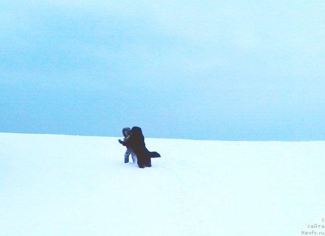 Фото: ньюфаундленд Ih Vyisochestvo Vladlena Madjiks (Их Высочество Владлена Маджикс), Славяшка