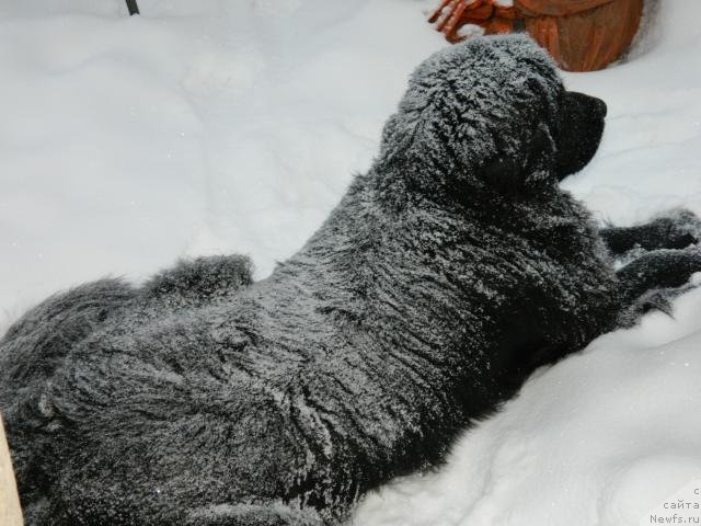 Фото: ньюфаундленд Krass (Красс)