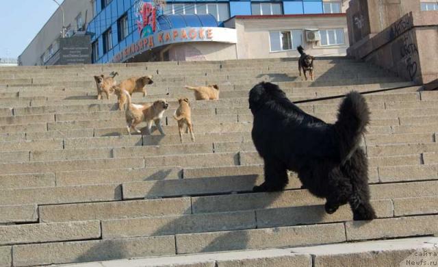 Фото: ньюфаундленд Ygan s Toyanova Gorodka (Юган с Тоянова Городка)