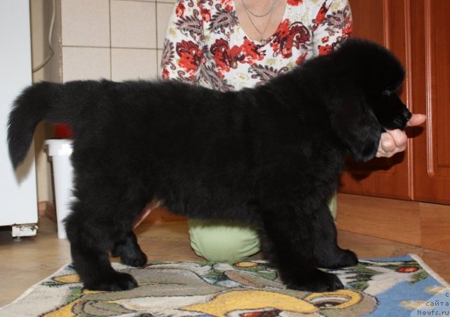 Фото: ньюфаундленд Soul of Rouz Assia (Соул оф Роуз Ассиа)