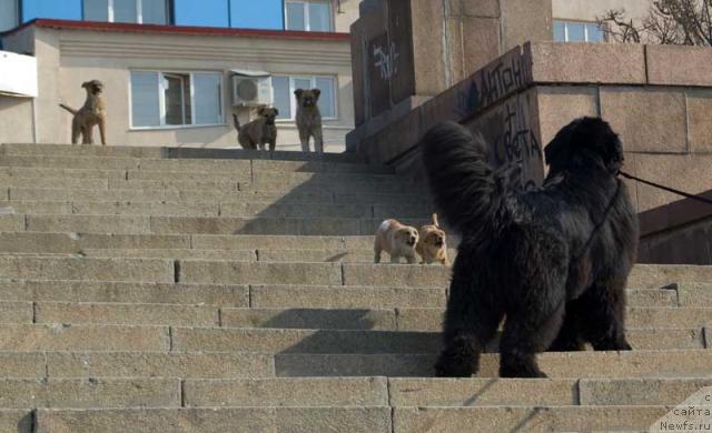 Фото: ньюфаундленд Ygan s Toyanova Gorodka (Юган с Тоянова Городка)