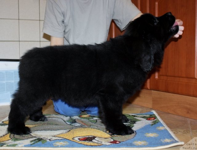 Фото: ньюфаундленд Soul of Rouz Arlin (Соул оф Роуз Арлин)