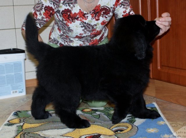 Фото: ньюфаундленд Soul of Rouz Arlin (Соул оф Роуз Арлин)