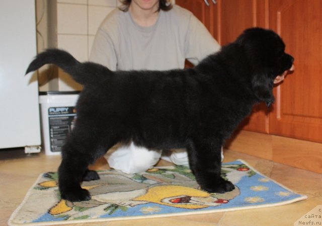 Фото: ньюфаундленд Soul of Rouz Alister (Соул оф Роуз Алистер)