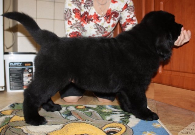 Фото: ньюфаундленд Soul of Rouz Alister (Соул оф Роуз Алистер)