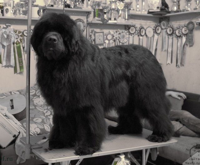 Фотография № 116410