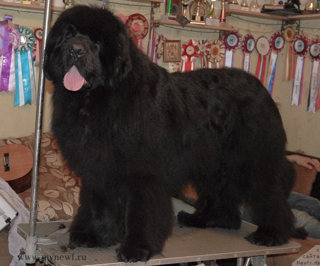 Фото: ньюфаундленд Sent Djons Hummer (Сент Джонс Хаммер)