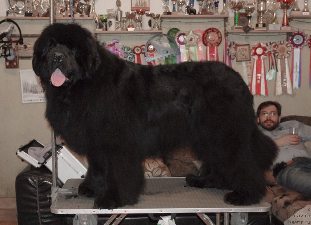 Фото: ньюфаундленд Sent Djons Hummer (Сент Джонс Хаммер)