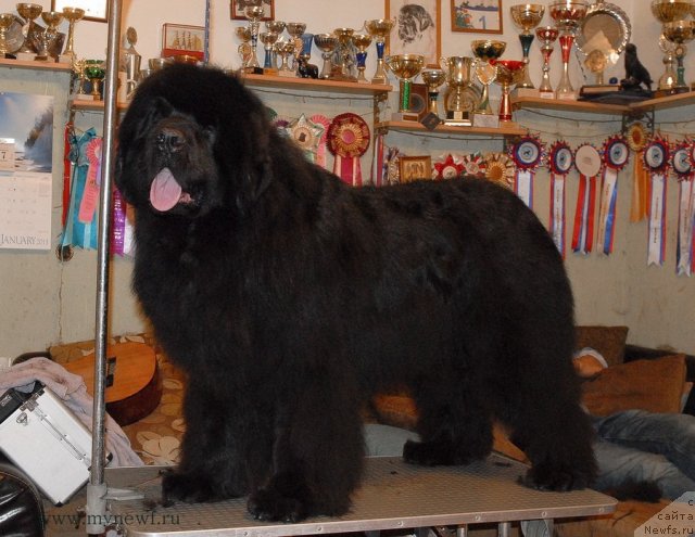 Фото: ньюфаундленд Sent Djons Hummer (Сент Джонс Хаммер)