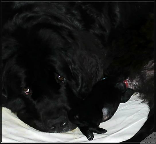 Фото: ньюфаундленд Bavariya (Бавария)