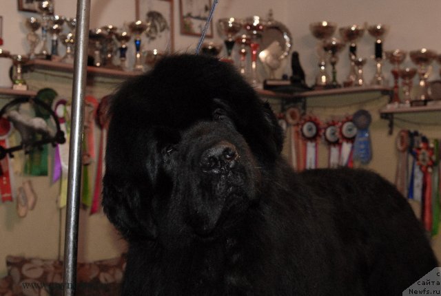 Фото: ньюфаундленд Sent Djons Hummer (Сент Джонс Хаммер)