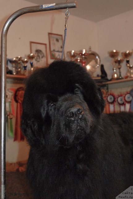 Фото: ньюфаундленд Sent Djons Hummer (Сент Джонс Хаммер)