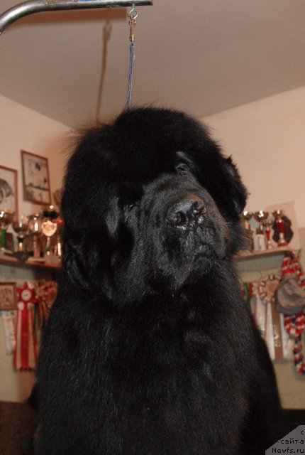 Фото: ньюфаундленд Sent Djons Hummer (Сент Джонс Хаммер)