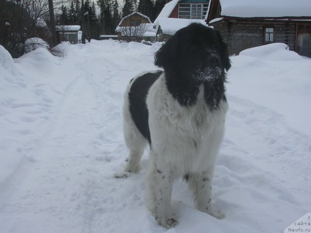 Фото: ньюфаундленд Otrada CHudnaya Moya iz Tihogo Omuta (Отрада Чудная Моя из Тихого Омута)