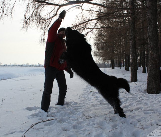 Фото: ньюфаундленд Kaiden Playful (Кайден Плейфул)