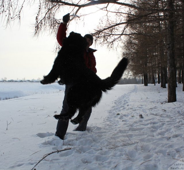 Фото: ньюфаундленд Kaiden Playful (Кайден Плейфул)