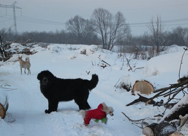 Фотография № 116468