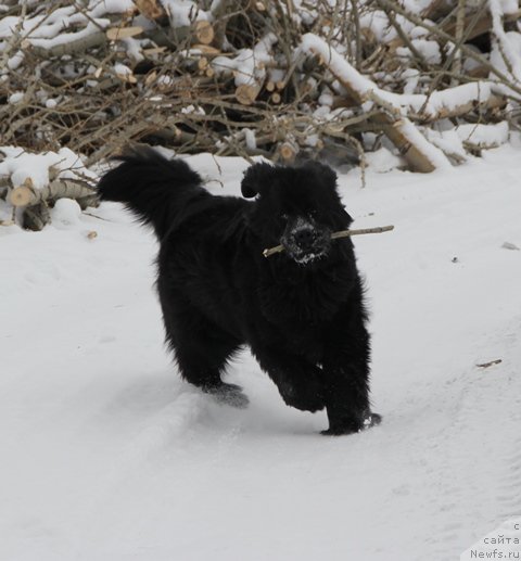 Фотография № 116474