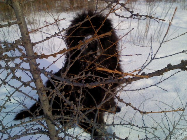 Фото: ньюфаундленд Mister Forte Impressione (Мистер Форте Импрессионе)