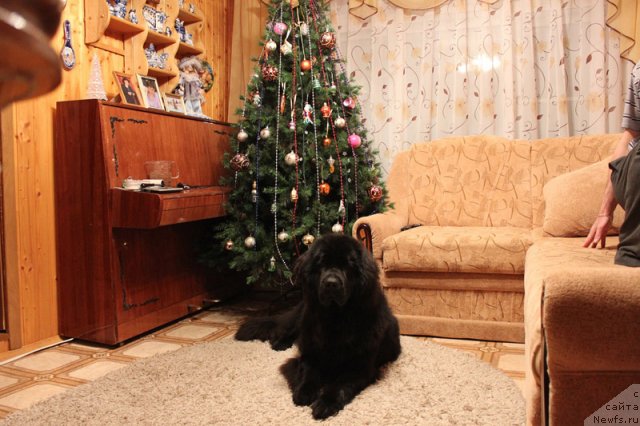 Фото: ньюфаундленд Byella Moss Beatriche (Бэлла Мосс Беатриче)