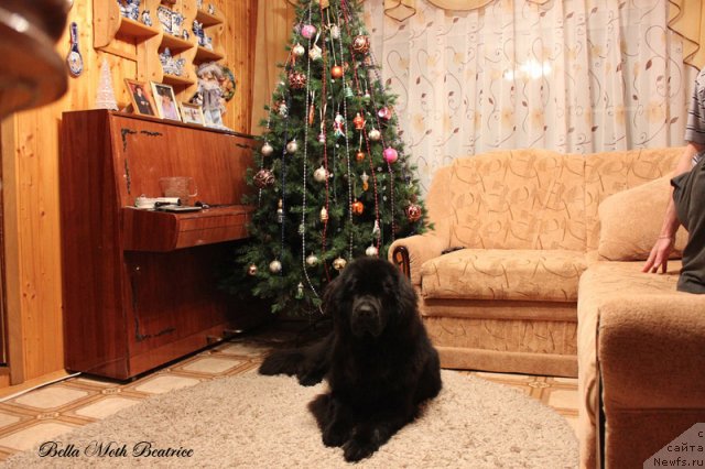 Фотография № 116494