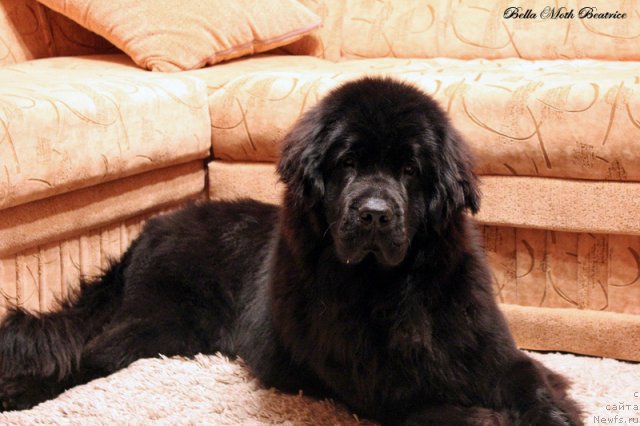 Фотография № 116497