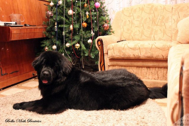 Фотография № 116498